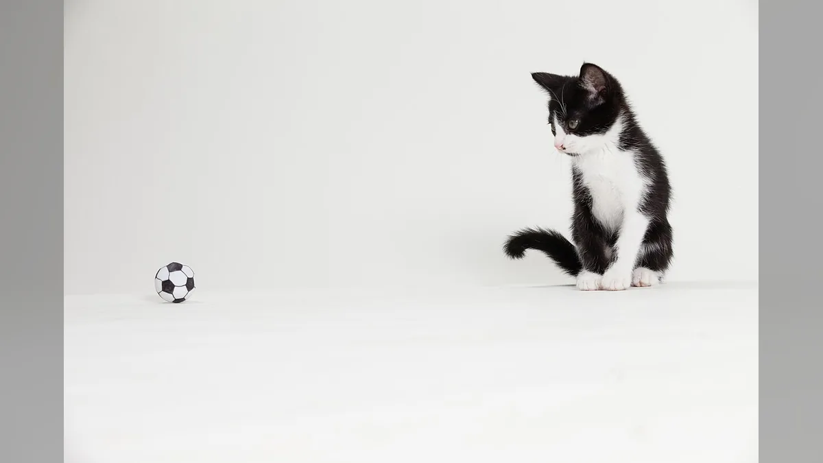 Сонник приснился котенок белый