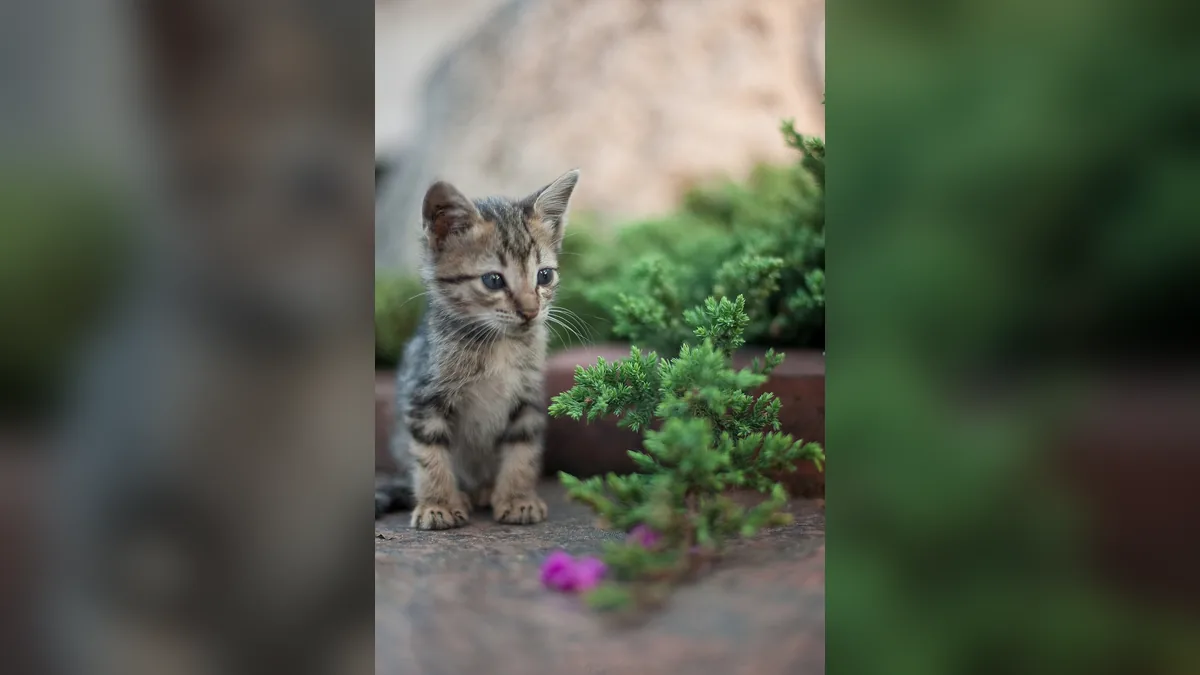 Сонник много котят кормить